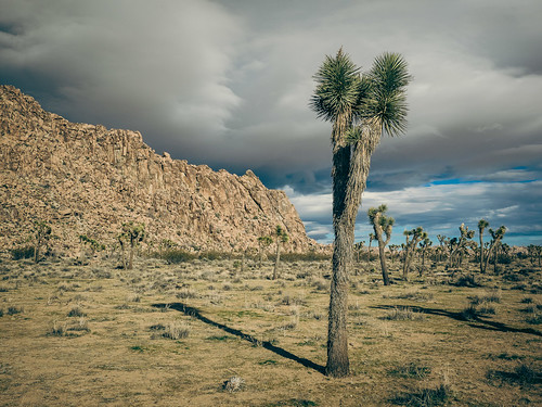 baum california desert himmel joshuatree joshuatreenationalpark pflanze visibleforall vereinigtestaaten wolke wüste