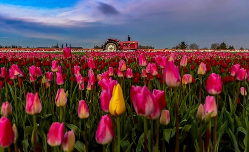 tulips johndeere pinktractor tulipfield woodburn oregon pacificnorthwest spring flowers woodenshoetulipfarm