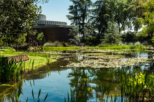 zajdowicz pasadena california nortonsimonmuseum availablelight outdoor outside museum canon eos 5dmarkiii 5d3 dslr digital lightroom ef50mmf12lusm 50mm primelens water pond reflection lilies trees nature color green colour landscape