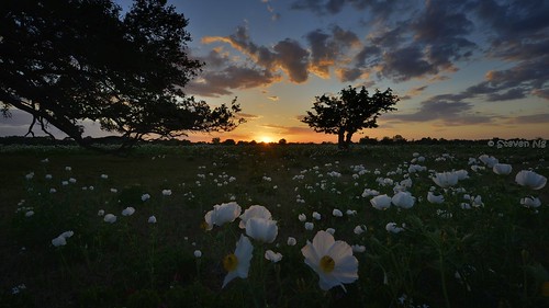 sunset texas smithville oaktree texaswildflowers argemonealbiflora texasnativeplant nikond800 nikkor1635mmf4gvr whitepricklypoppyflowers ajourneywellworthtaking wellworththejourney
