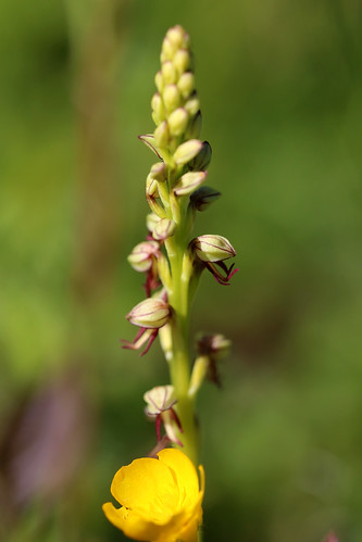 Man Orchid, Orchis anthropophora