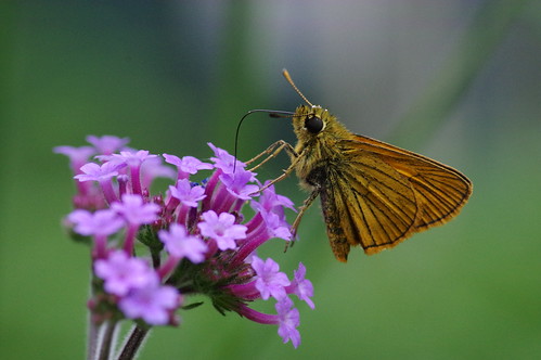 butterfly ochlodesochraceus ヒメキマダラセセリ