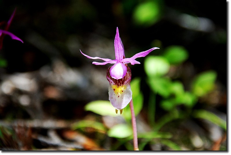 Calypso Orchid(Fairy Slipper) 1