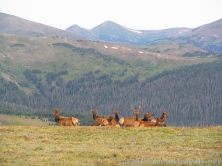 Elk along the trail up Huffers Hill / Alpine Ridge Trail, Rocky Mountain National Park, Colorado