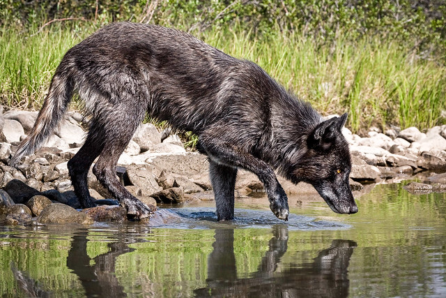 Wolf Reflections
