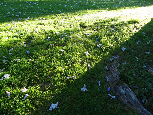 pawlonia blossoms on lawn