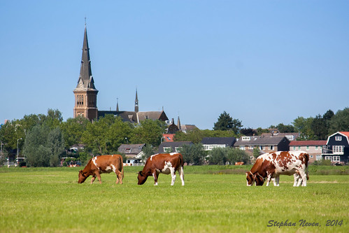 city church netherlands dutch grass canon eos cow town photo utrecht view stfrancis stephan province oudewater neven