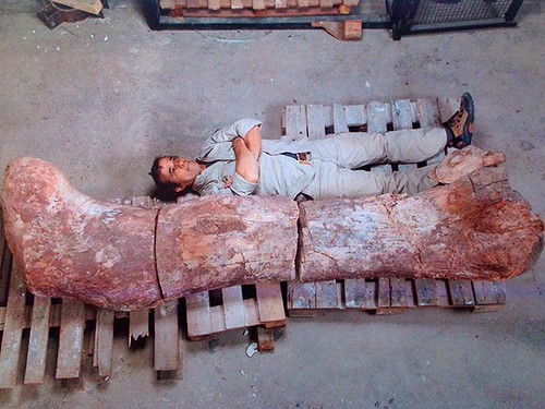 В Аргентині знайшли кістки найбільшого динозавра
