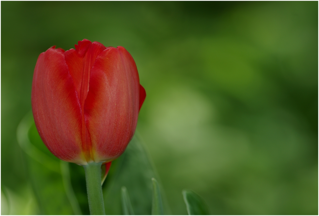 Tulipes du Québec 14266095611_fa1117ec2c_o