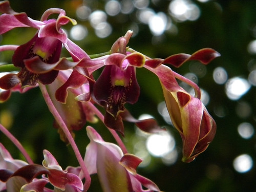 Singapore Botanical Garden Orchids