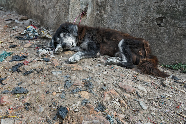 Street dog of Kathmandu