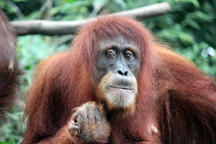 Bornean Orangutan portrait