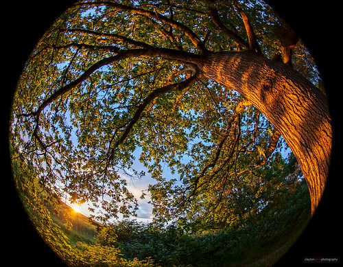 trees sunset summer canada vancouver bc richmond fisheye
