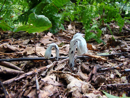 Monotropa uniflora (ghost plant, corpse plant, Indian pipe...) Rager Mountain Tail Loop, June 30th 2014