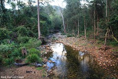 Forbes River Tributary Crossing Cockerawombeeba Road on Way to Plateau Beech Rest Area, Werrikimbe National Park, Wauchope, NSW