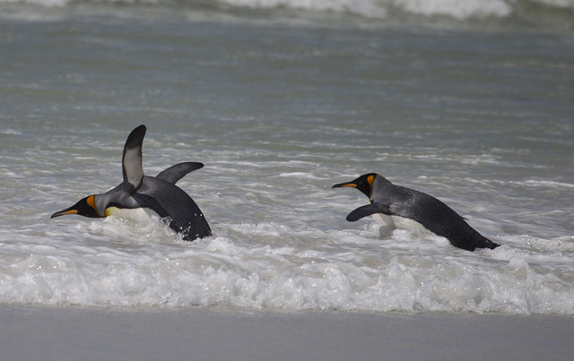 King Penguins. Falklands. Getty Images.