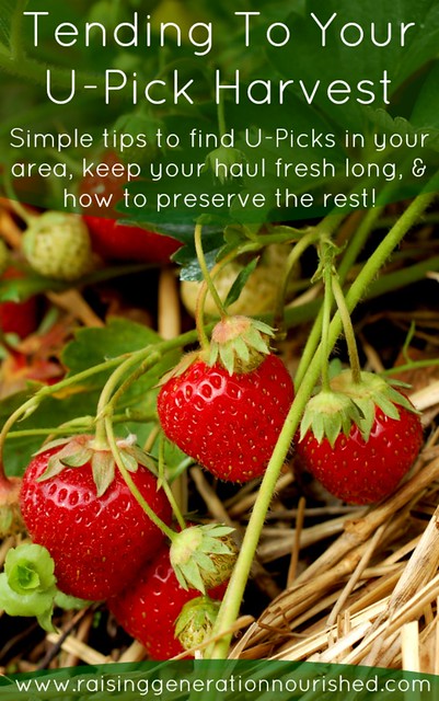 Tending To Your U-Pick Harvest :: Simple tips to find U-Picks in your area, how to keep your haul fresh long, & how to preserve the rest!