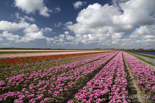 europe europa nederland netherlands niederlande paysbas holland flowers tulips tulip field fields flower spring