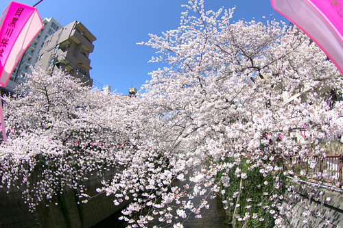 目黒川の桜