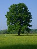 1] Candelo (BI): un grande albero