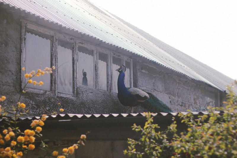 peacock's reflection