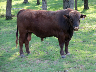 Picture of a bull.