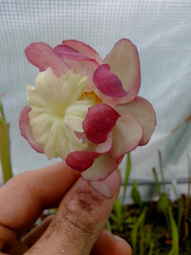 Exclu Carnivorace! Une fleur de Sarracenia Purpurea "Smurf"! 14026698273_0ae0063fb5