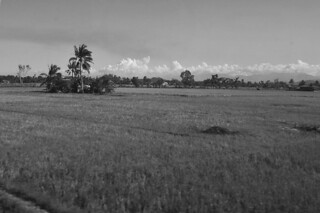 Kalibo - Countryside rice fields
