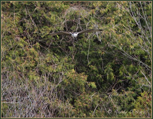osprey birdodprey