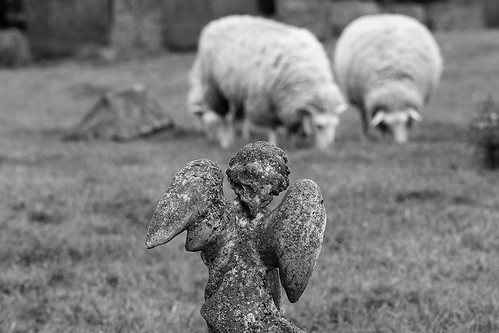 cemetery canon cross sheep faith memories protest traditions meat lincolnshire christian pasture shit gravestone churchyard churchofstjames freiston cgth remembranse churchviewfreistonlincolnshirepe220lq pe220lq
