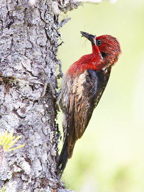 Red-breasted Sapsucker - Hoonah 2-20140616