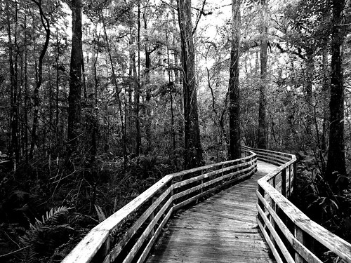 trees bw nature forest walking point landscape blackwhite wooden florida monochromatic walkway swamp boardwalk cypress vanishing railings depth cypressforest swfl colliercounty picmonkey