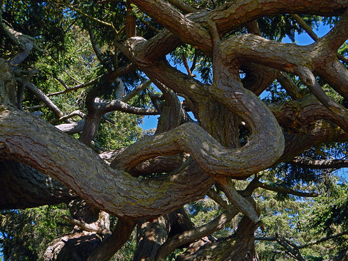 Twisted Tree in Deception Pass State Park in Washington