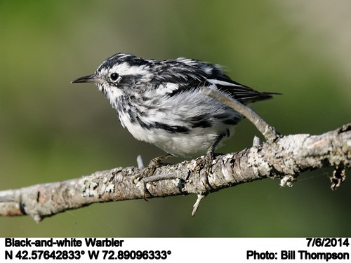 male birds ma blackandwhitewarbler mniotiltavaria hawleybog