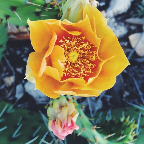 cactus usa flower spring texas bloom pricklypear kerrcounty yoranch