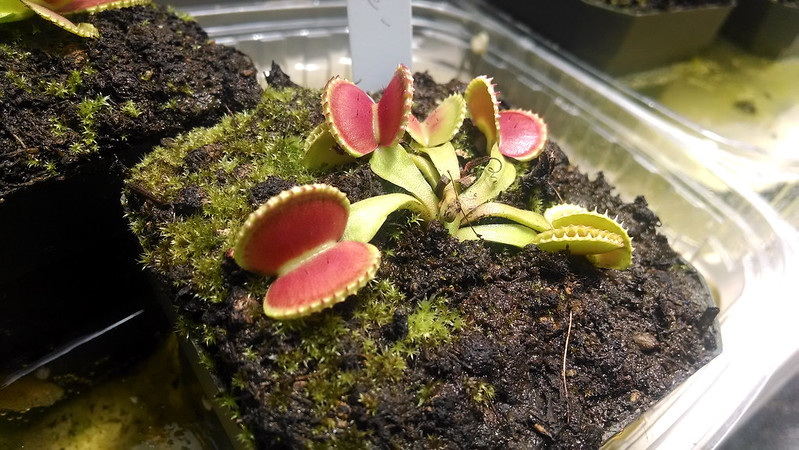 Wonderful new Dionaea muscipula (Venus Fly-Trap) cultivar at California Carnivores.