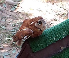 11 Rescued Screech Owl Eno Festival Durham NC 2014 130659