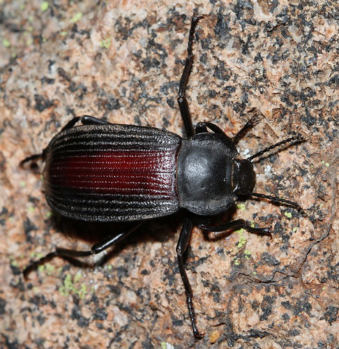 oklahoma insect beetle wichitamountains coleoptera eol darklingbeetle tenebrionidae canonef100mmf28macrousm eleodes eleodessuturalis tenebrioninae taxonomy:binomial=eleodessuturalis