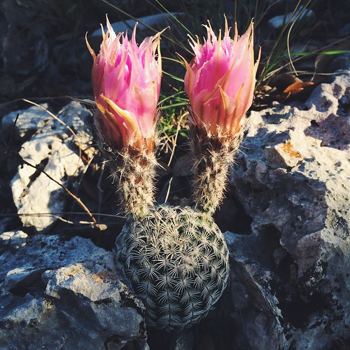 cactus usa flower spring texas bloom kerrcounty yoranch