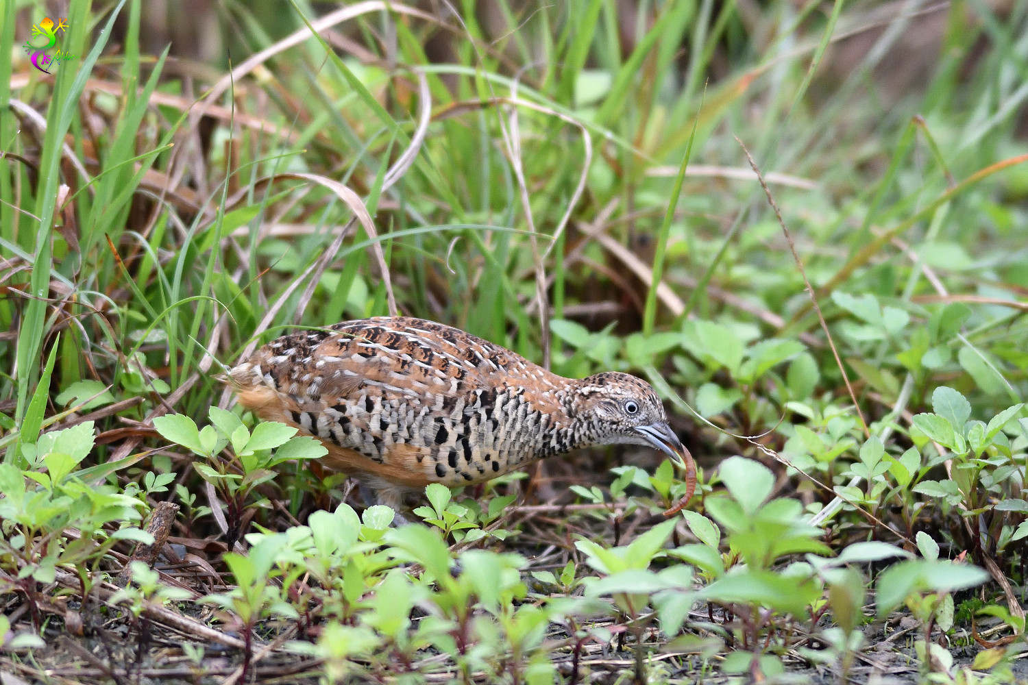 Barred_Buttonquail_9184
