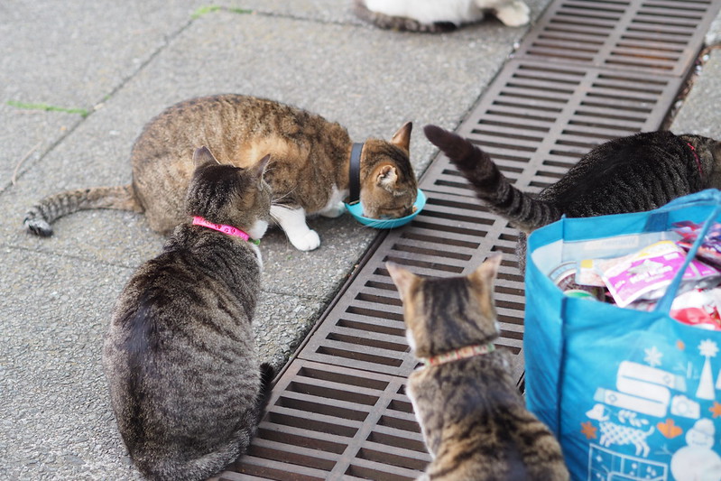 東池袋中央公園の猫。ご飯を待つキジ虎1号、2号、3号、茶キジ。