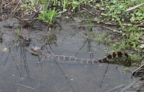 alligatormississippiensis alligator gator reptile