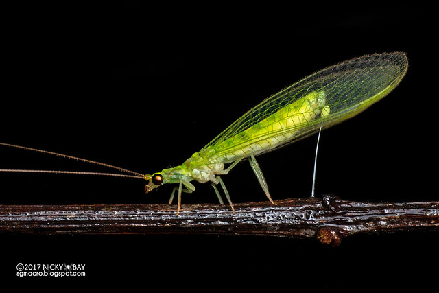 Green lacewing laying egg (Chrysopidae) - DSC_2294
