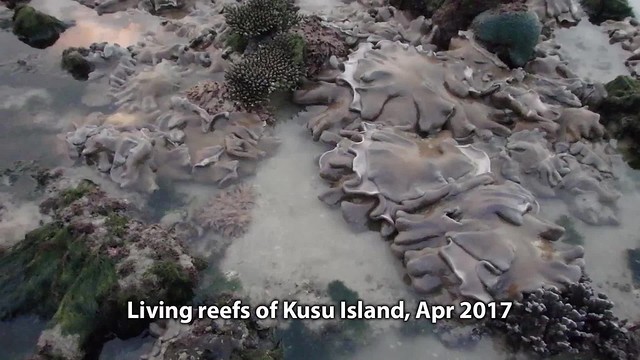 Living reefs of Kusu Island, Apr 2017