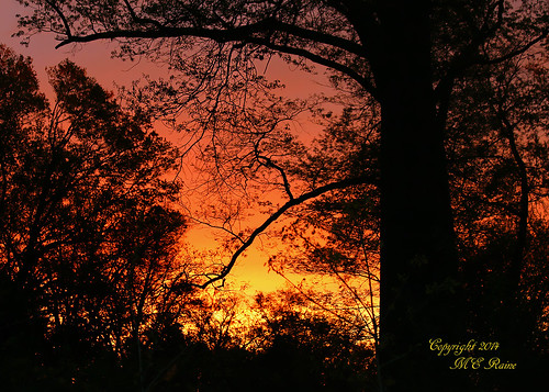 trees nature silhouette sunrise dawn woods wildlife sanctuary naturepreserve “golden “magic dukefarms nj” hour” “hillsborough