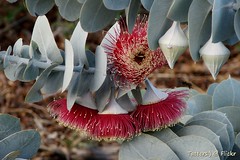 Rose mallee - Eucalyptus rhodantha in Kings Park