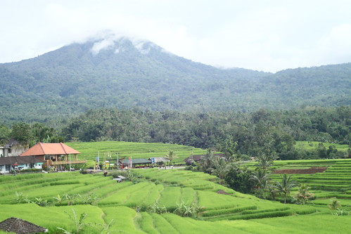 Jatiluwih rice terrace