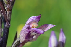 Violet Limodore - Limodorum abortivum - Photo of Challex