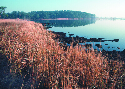 Marsh grasses in Maryland  provide valuable habitat for wildlife and help filter runoff from nearby farms. NRCS photo.