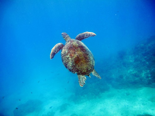 世界海龜日 影展喚民眾愛海洋